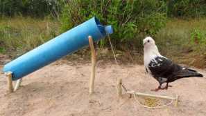 Як зробити пастку голуби?